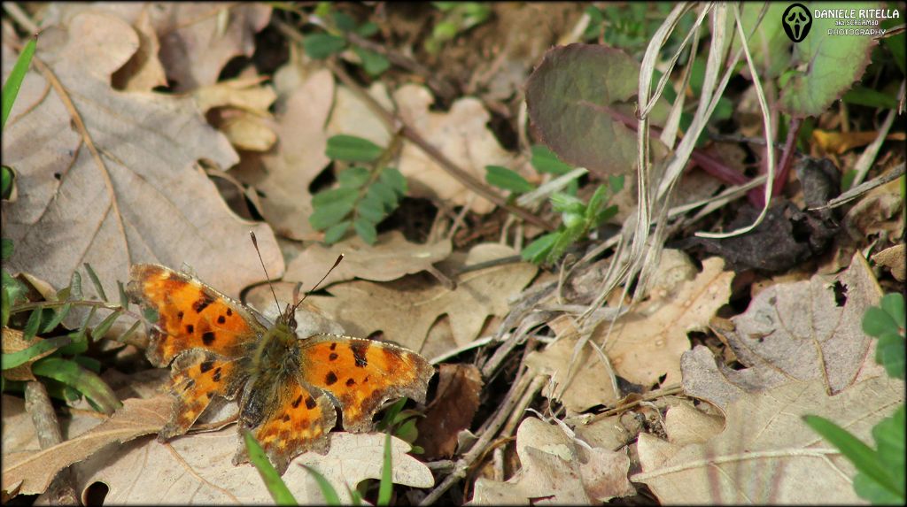 Polygonia egea??? No, Polygonia c-album, Nymphalidae